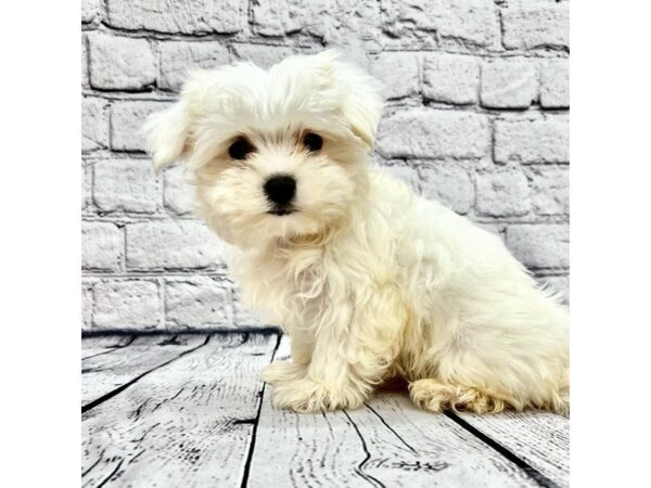 Maltese DOG Male White 7424 Petland Ashland, Kentucky