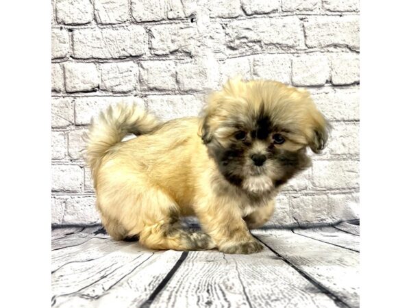 Lhasa Apso DOG Female Golden 7423 Petland Ashland, Kentucky