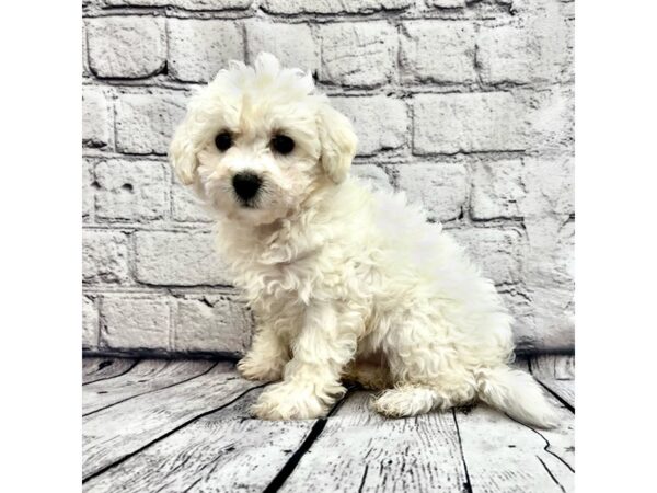 Bichon Frise DOG Male White 7421 Petland Ashland, Kentucky