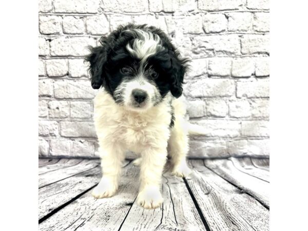 Bernedoodle Mini 2nd Gen DOG Female Black White / Tan 7420 Petland Ashland, Kentucky