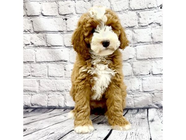 Moyen Poodle-DOG-Female-Red-7427-Petland Ashland, Kentucky