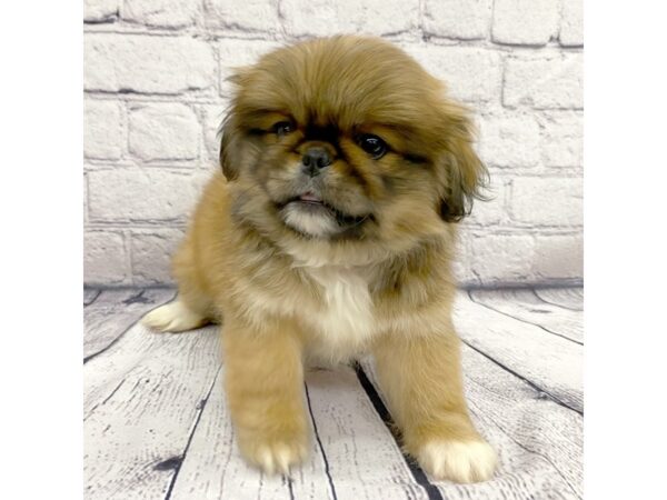 Pekingese-DOG-Female--7456-Petland Ashland, Kentucky