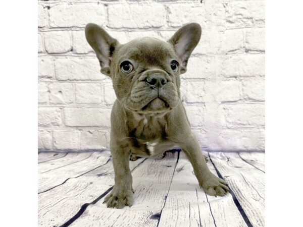 French Bulldog-DOG-Female-Blue-7453-Petland Ashland, Kentucky