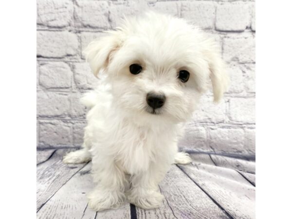 Maltese DOG Female White 7448 Petland Ashland, Kentucky