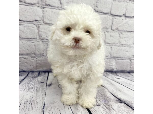 Havanese DOG Male White 7447 Petland Ashland, Kentucky