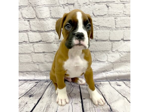 Boxer DOG Male Fawn / White 7444 Petland Ashland, Kentucky