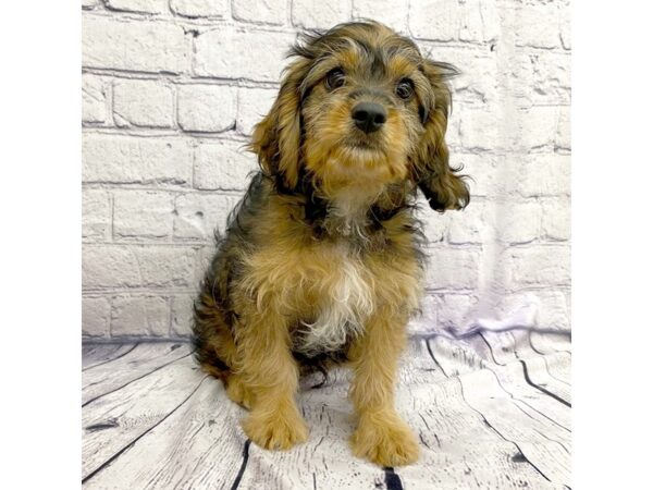 Cavapoo DOG Male Gold Sable 7443 Petland Ashland, Kentucky