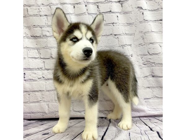 Siberian Husky DOG Male Black / White 7442 Petland Ashland, Kentucky