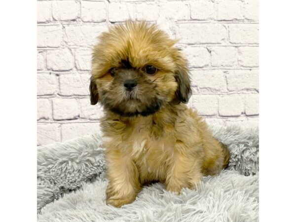 Shih Tzu DOG Male Gold 7441 Petland Ashland, Kentucky