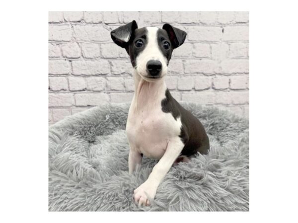 Italian Greyhound-DOG-Male-Black / White-7440-Petland Ashland, Kentucky