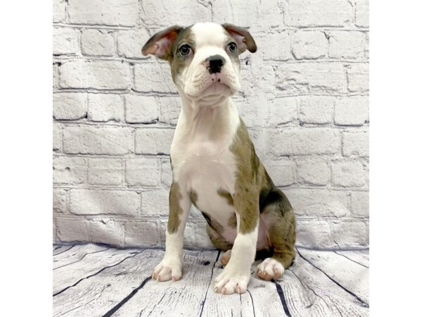 Boston Terrier DOG Male Blue Merle 7391 Petland Ashland, Kentucky