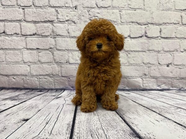 Cock A Poo 2nd Gen-DOG-Female-Red-7397-Petland Ashland, Kentucky