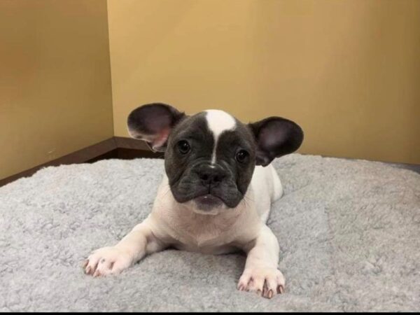 French Bulldog-DOG-Male-Blue-7422-Petland Ashland, Kentucky