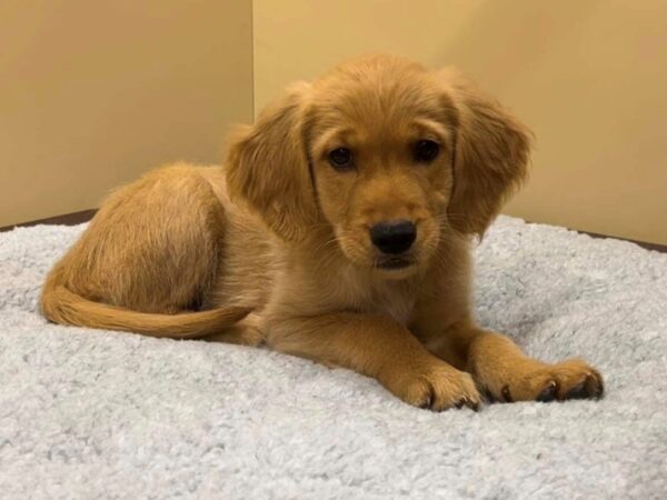 Golden Retriever DOG Male Golden 7452 Petland Ashland, Kentucky