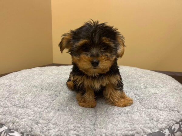 Yorkshire Terrier DOG Male Blk/Tan 7454 Petland Ashland, Kentucky