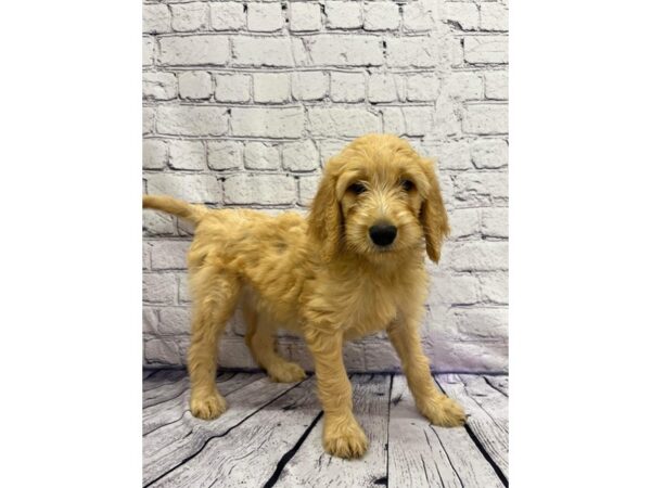 Goldendoodle DOG Male Golden 7450 Petland Ashland, Kentucky