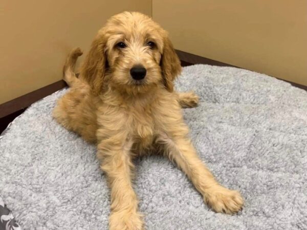 Goldendoodle DOG Male Golden 7451 Petland Ashland, Kentucky