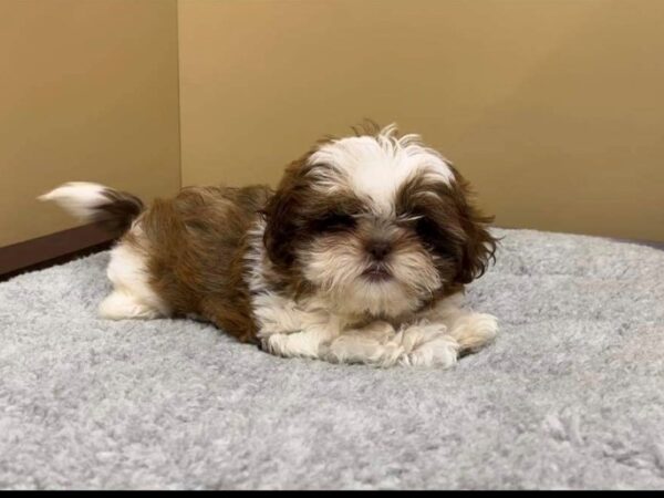 Shih Tzu DOG Female Red / White 7425 Petland Ashland, Kentucky