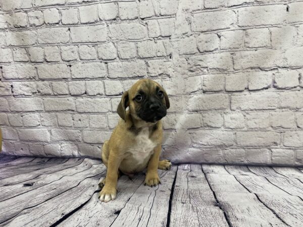 Bulldog Puggle (English Bulldog/Puggle-DOG-Male-fawn-7431-Petland Ashland, Kentucky