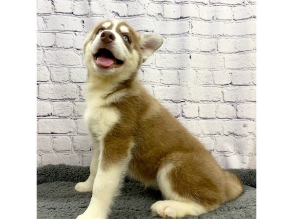 Siberian Husky DOG Female Red / White 7462 Petland Ashland, Kentucky