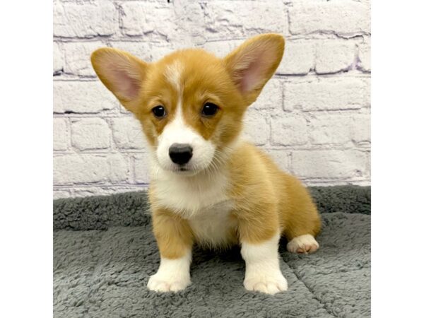 Pembroke Welsh Corgi DOG Female Red / White 7461 Petland Ashland, Kentucky