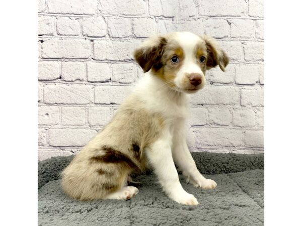 Miniature Australian Shepherd DOG Male Red Merle 7460 Petland Ashland, Kentucky