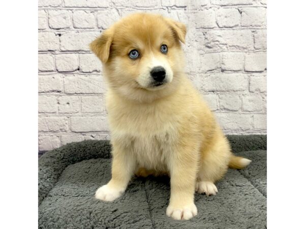 Pomsky-DOG-Male-Orange Sable-7459-Petland Ashland, Kentucky