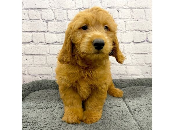 Goldendoodle Mini-DOG-Male-Red-7458-Petland Ashland, Kentucky