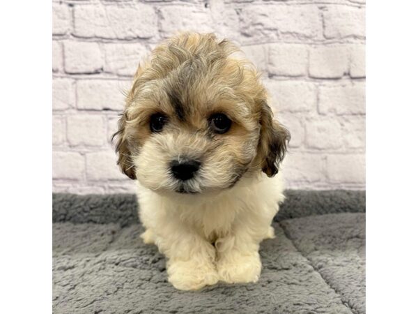 Teddy Bear DOG Male Gold / White 7457 Petland Ashland, Kentucky