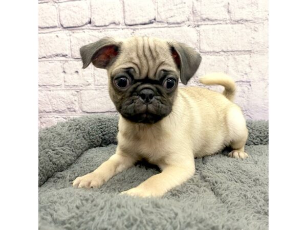 Pug DOG Female Fawn 7466 Petland Ashland, Kentucky