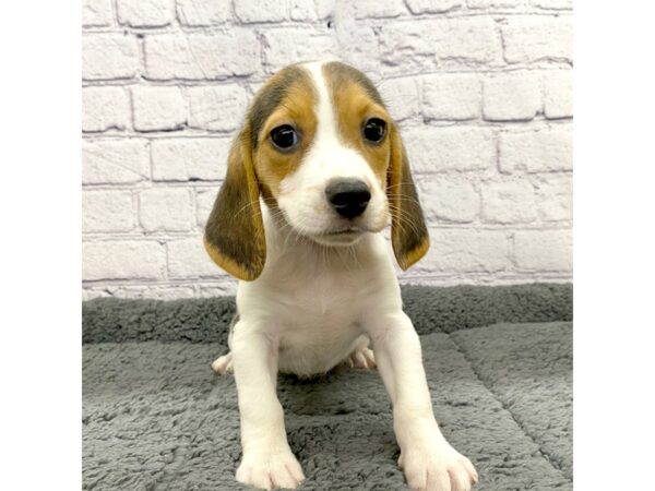 Beagle DOG Female Black White / Tan 7464 Petland Ashland, Kentucky