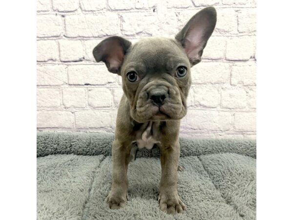 Frenchton DOG Female Blue 7463 Petland Ashland, Kentucky