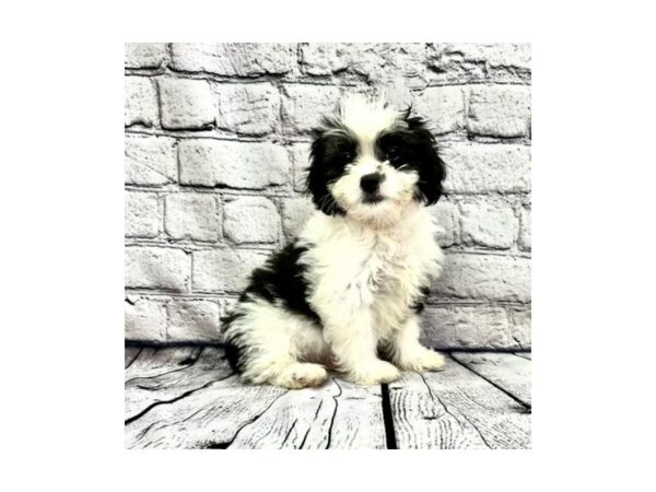 ShizaPoo DOG Male Black / White 7467 Petland Ashland, Kentucky