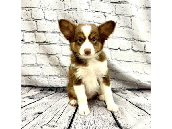 Miniature Australian Shepherd-DOG-Male-Red-7468-Petland Ashland, Kentucky