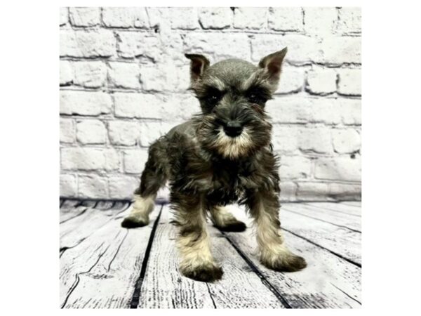 Miniature Schnauzer DOG Female Black / Silver 7469 Petland Ashland, Kentucky