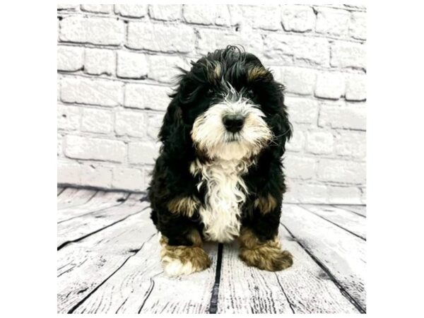 Bernedoodle Mini 2nd Gen DOG Male Black White / Tan 7470 Petland Ashland, Kentucky