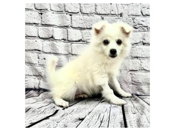 American Eskimo DOG Female White 7471 Petland Ashland, Kentucky