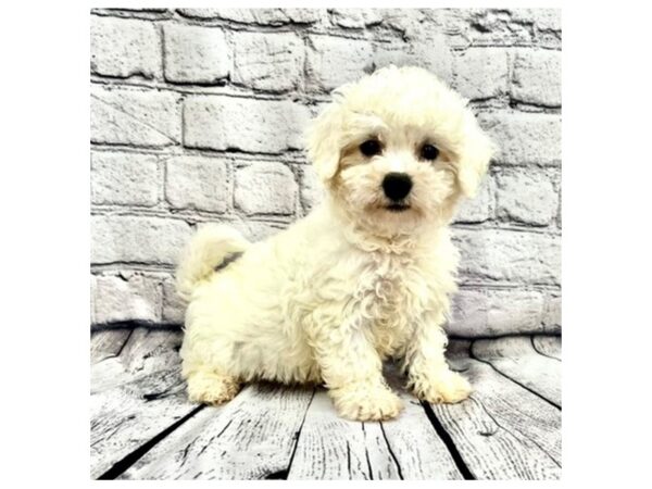 Bichon Frise DOG Male White 7472 Petland Ashland, Kentucky