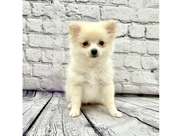 Pomeranian DOG Female Cream 7473 Petland Ashland, Kentucky