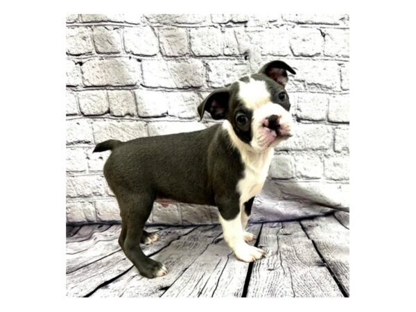 Boston Terrier-DOG-Male-Blue / White-7478-Petland Ashland, Kentucky