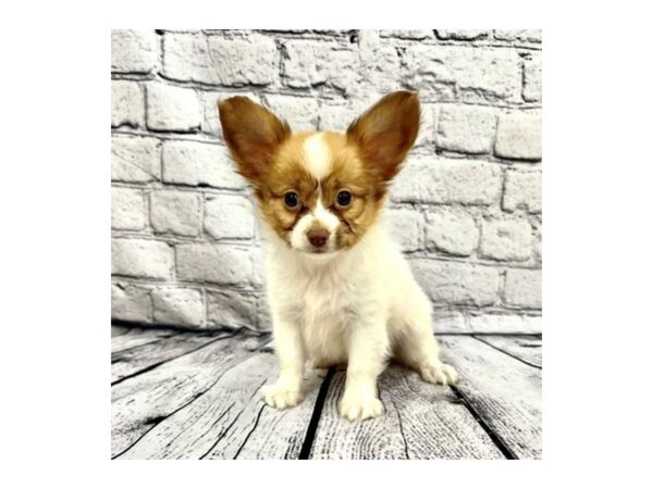 Papillon DOG Male Red / White 7477 Petland Ashland, Kentucky