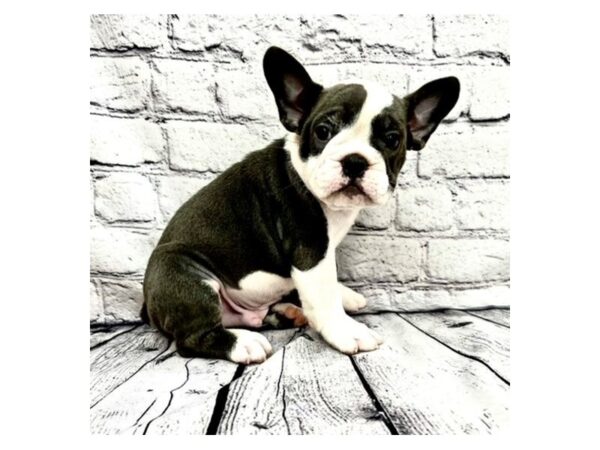 Mini Bulldog-DOG-Male-Blue / White-7476-Petland Ashland, Kentucky