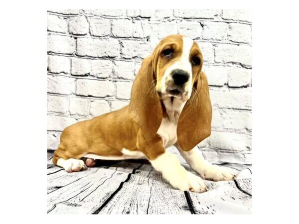 Basset Hound-DOG-Female-Red / White-7475-Petland Ashland, Kentucky