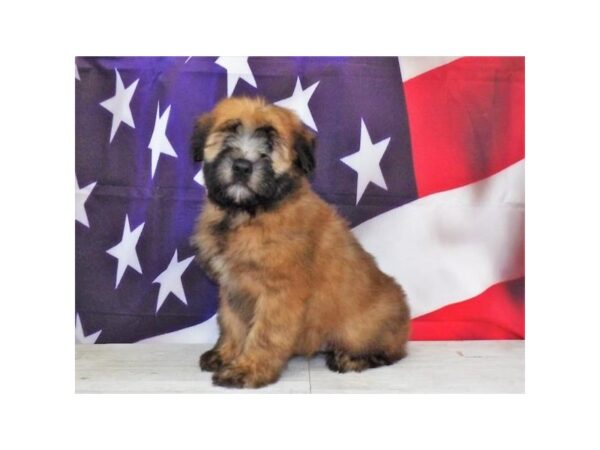 Soft Coated Wheaten Terrier-DOG-Male-Wheaten-7489-Petland Ashland, Kentucky