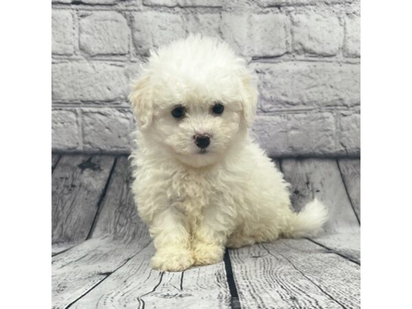 Bichon Frise DOG Female White 7483 Petland Ashland, Kentucky