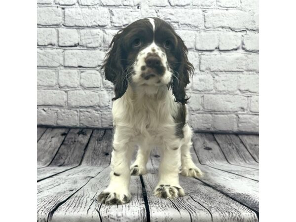 Cocker Spaniel DOG Female Brown / White 7484 Petland Ashland, Kentucky