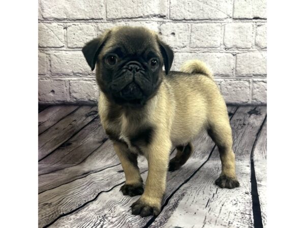 Pug DOG Male Fawn 7485 Petland Ashland, Kentucky