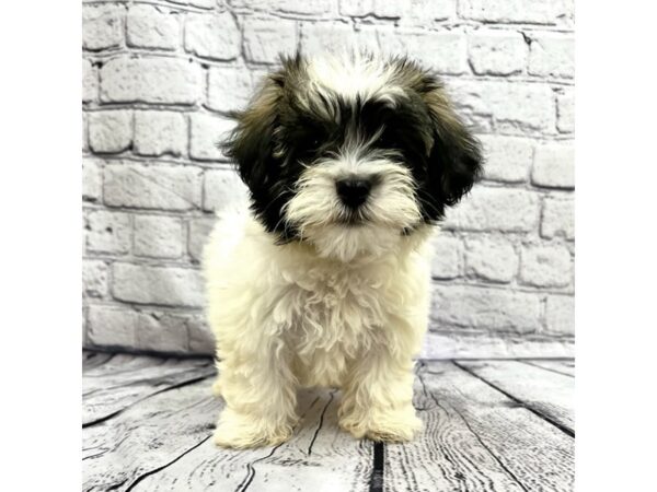 Havanese DOG Female Tri-Colored 7479 Petland Ashland, Kentucky