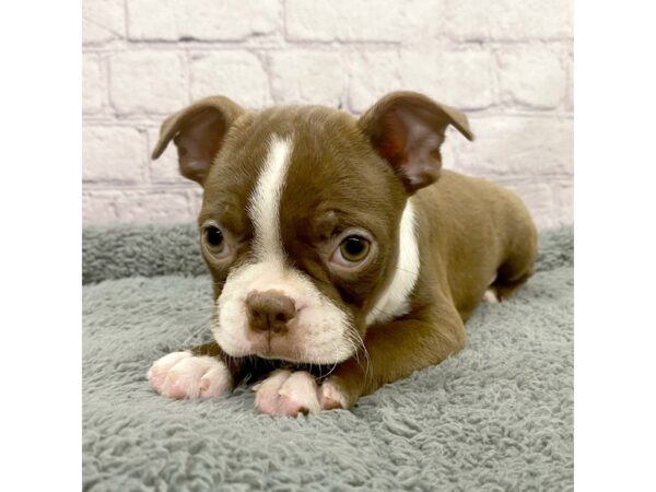 Boston Terrier-DOG-Female-Seal / White-7492-Petland Ashland, Kentucky