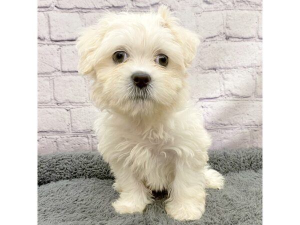 Teddy Bear DOG Male Cream 7491 Petland Ashland, Kentucky